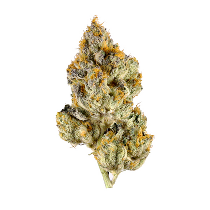 Cali Duck