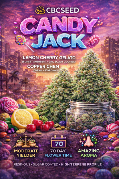 Candy Jack