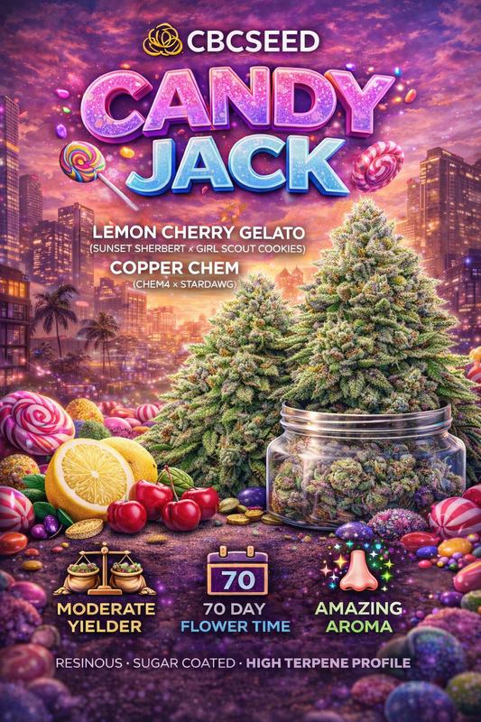 Candy Jack