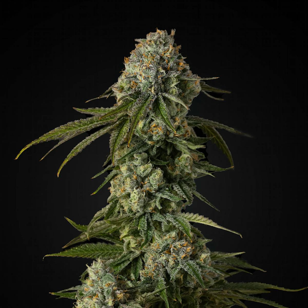 Copper Cookies