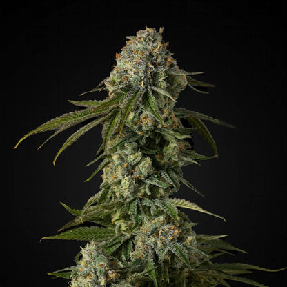 Copper Cookies