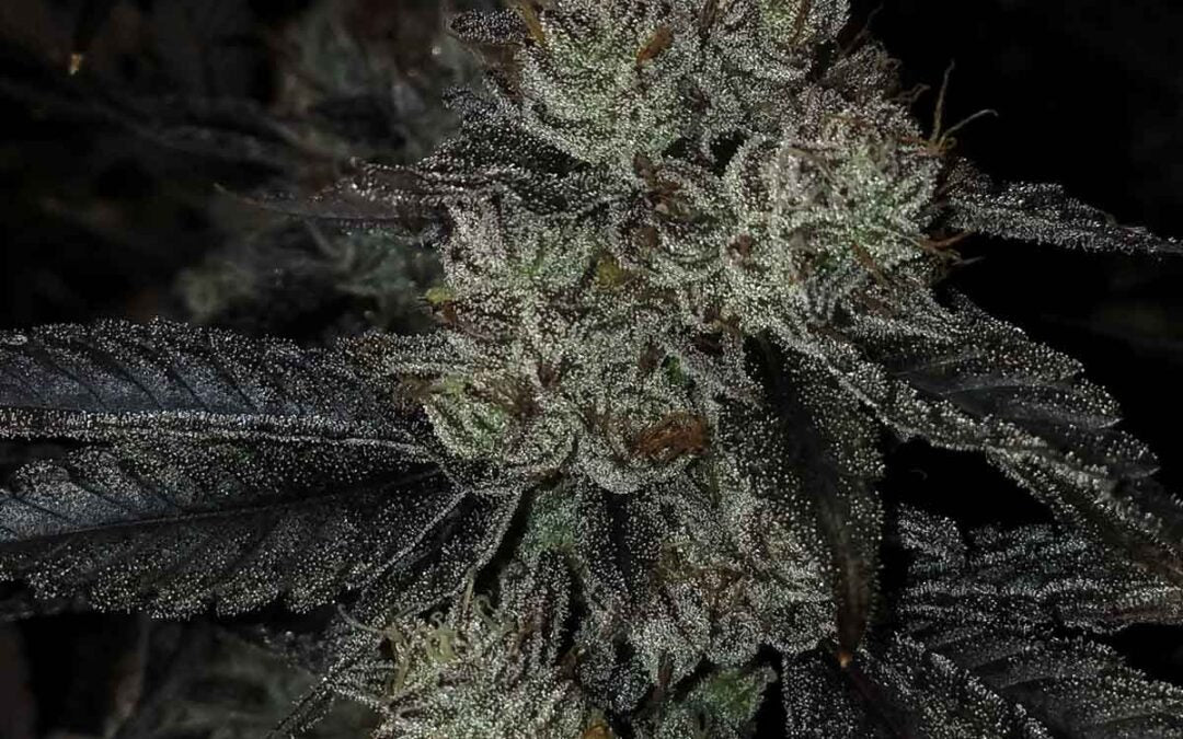 Slick GMO Punch