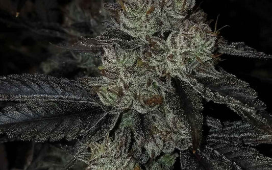 Slick GMO Punch