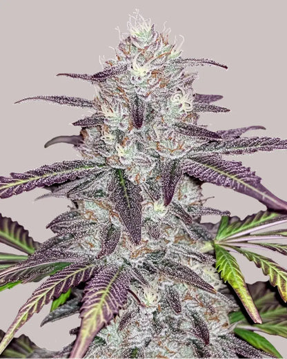 White Trufflez