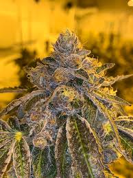 Cali Duck