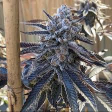 Island Chem