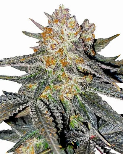 Candy Jack