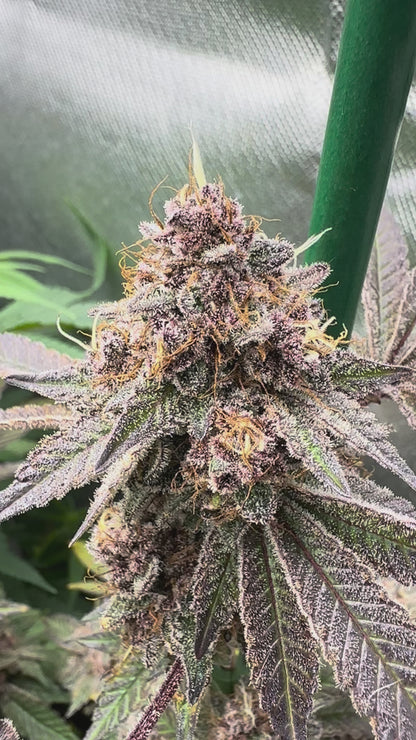 Slick Island Cookies A.K.A SIC